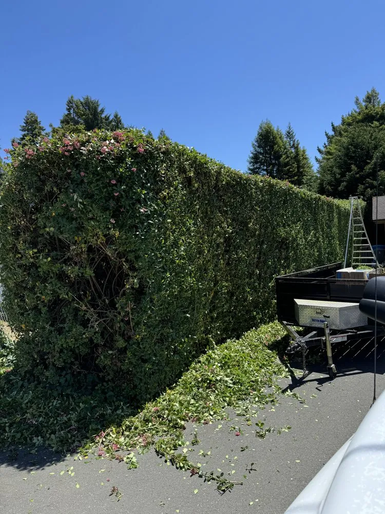 Expert yard maintenance for beautiful yards across Eureka, CA - Luis Lawn Care