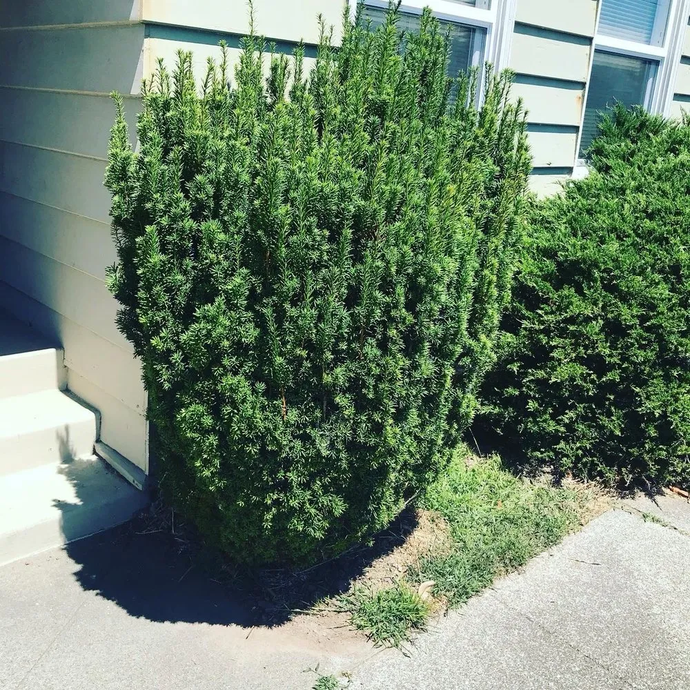 Trusted landscape installation in Eureka, CA - Luis Lawn Care