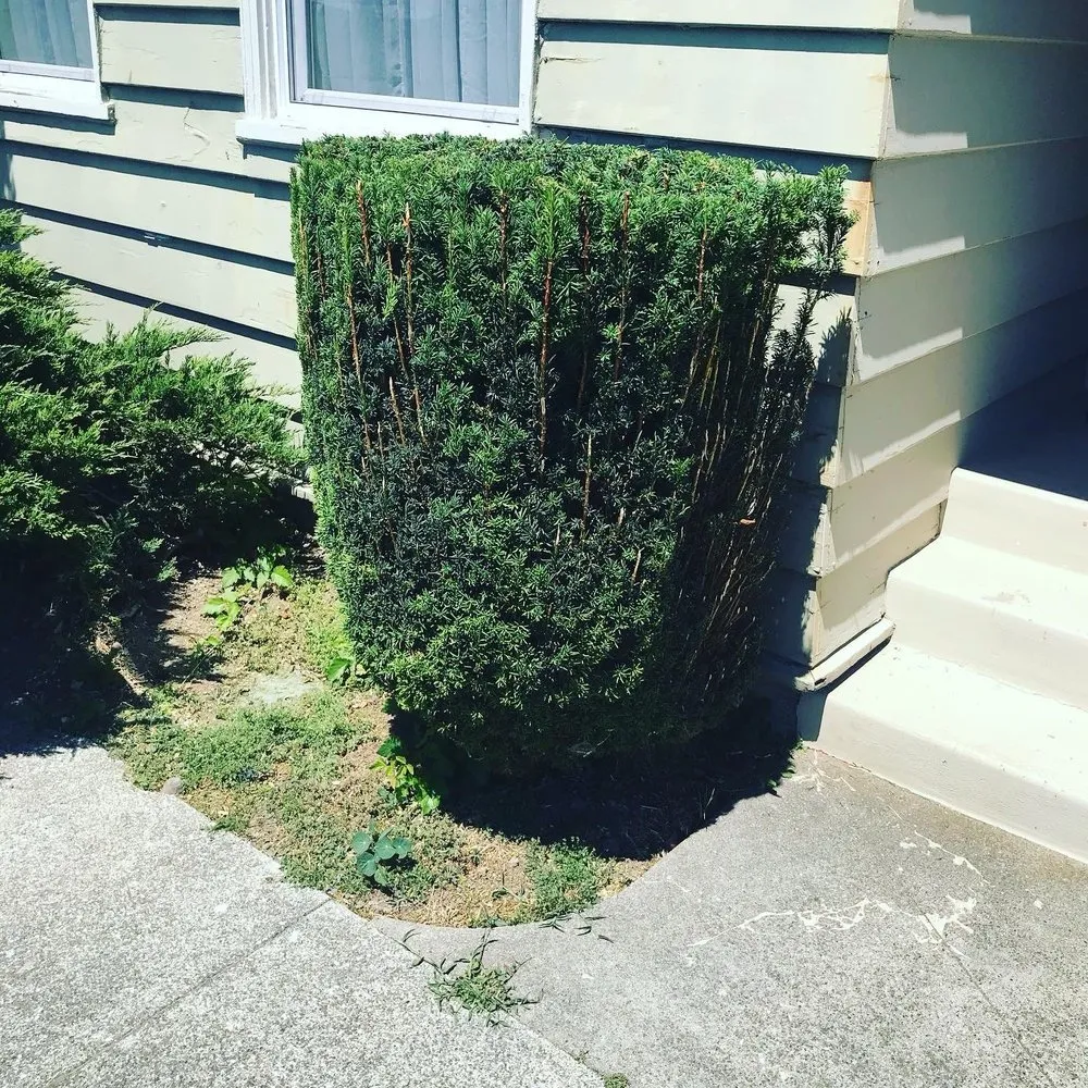Professional lawn care service experts serving Eureka, CA - Luis Lawn Care