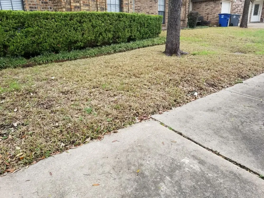 Professional yard maintenance experts serving Dallas, TX - Luis Lawncare