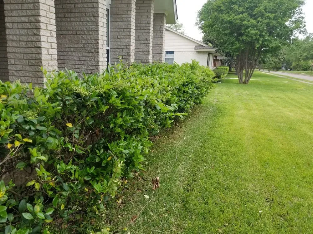 Reliable lawn care service near you across Dallas, TX - Luis Lawncare