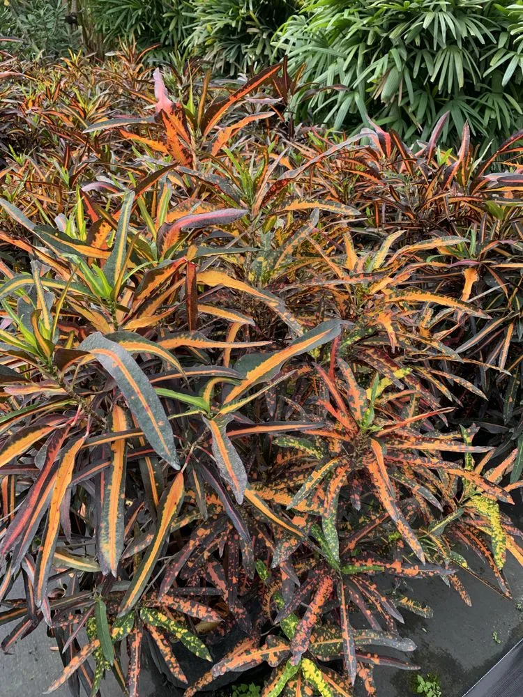 Professional yard cleanup service for residential properties across Wilton Manors, FL - Luis Llenza Garden Designs