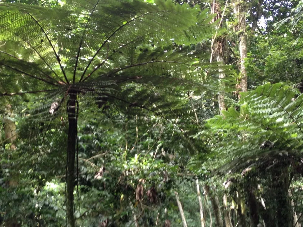 Expert landscape design experts serving Wilton Manors, FL - Luis Llenza Garden Designs