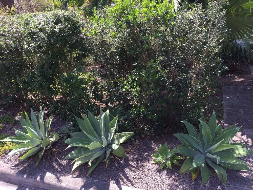 Affordable lawn care service experts serving Wilton Manors, FL - Luis Llenza Garden Designs