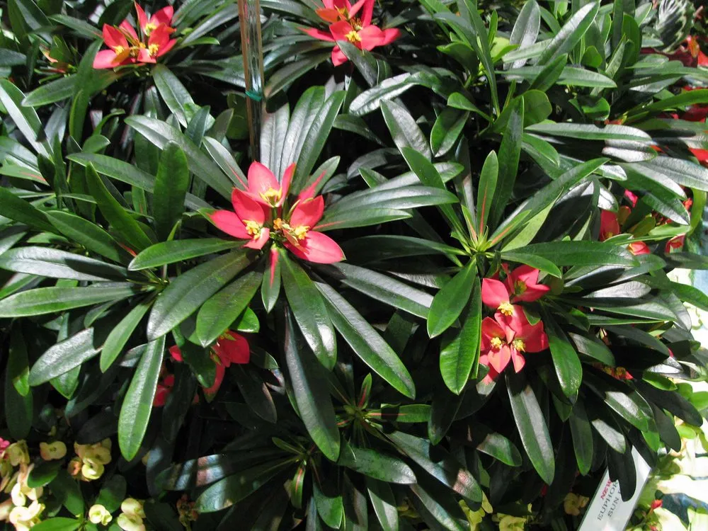 Local landscaping services in Wilton Manors, FL - Luis Llenza Garden Designs