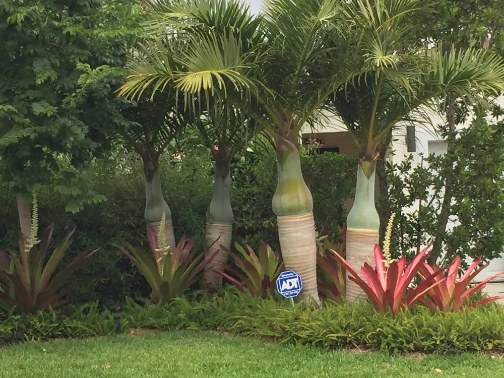 Professional yard maintenance in Wilton Manors, FL - Luis Llenza Garden Designs