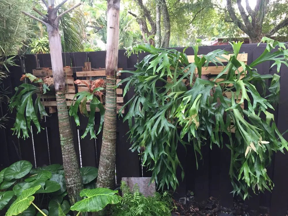 Local yard cleanup service experts serving Wilton Manors, FL - Luis Llenza Garden Designs