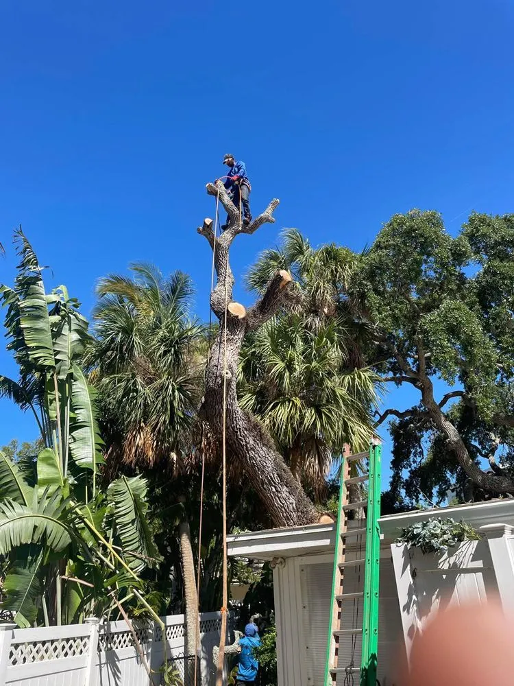 Local residential landscaping for beautiful yards across Bradenton, FL - Luis Lopez