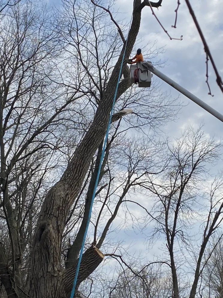 Professional yard maintenance experts serving Joliet, IL - Luis M Tree Service and Landscaping