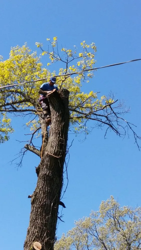 Affordable landscaping services in Joliet, IL by Luis M Tree Service and Landscaping