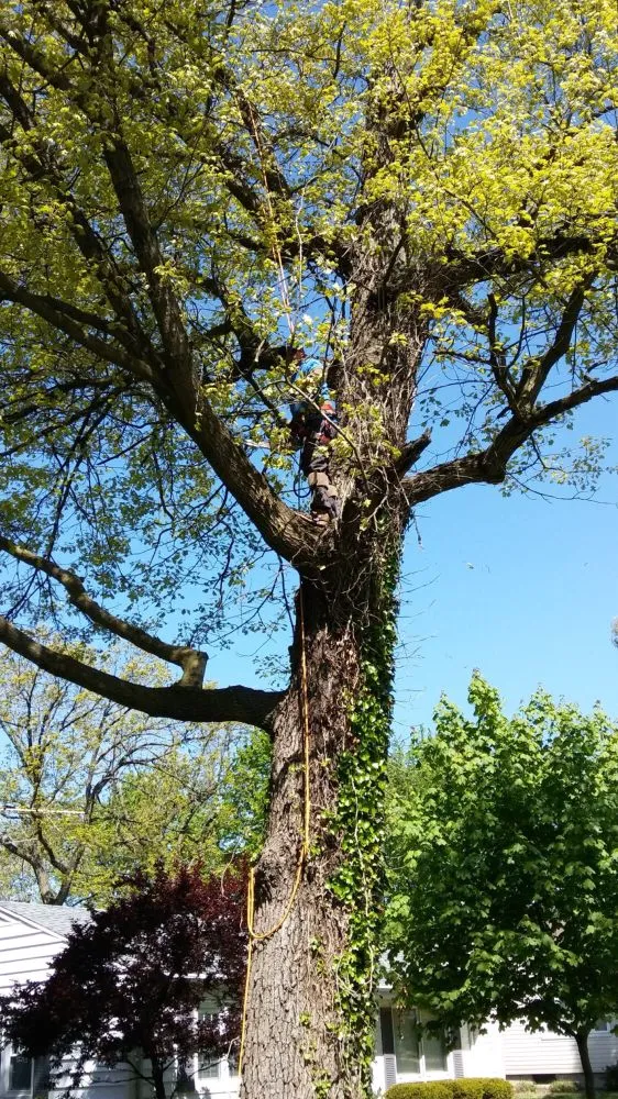 Professional garden landscaping for year-round maintenance across Joliet, IL - Luis M Tree Service and Landscaping