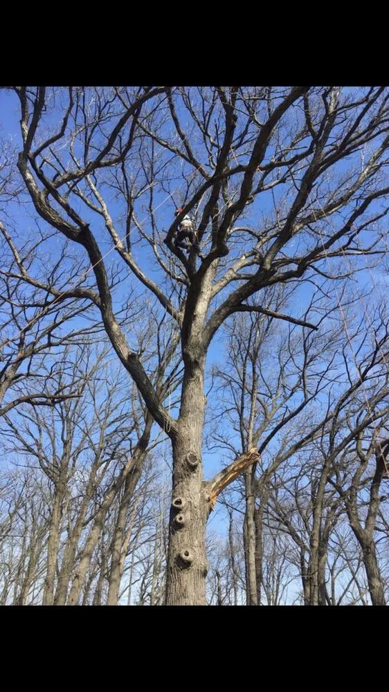 Local yard cleanup service in Joliet, IL by Luis M Tree Service and Landscaping