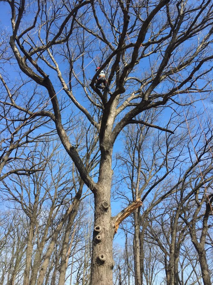 Trusted lawn mowing service in Joliet, IL by Luis M Tree Service and Landscaping