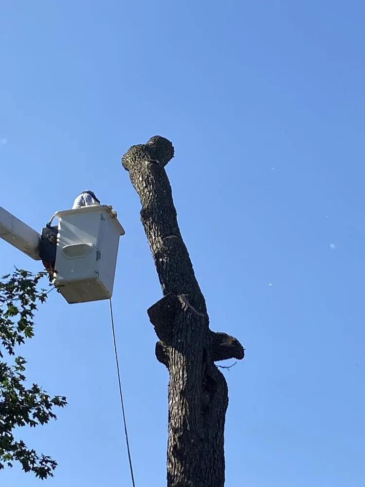 Expert outdoor landscaping near you across Joliet, IL - Luis M Tree Service and Landscaping