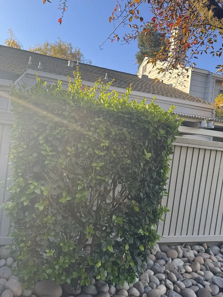 Custom landscape design with custom design in Salida, CA by Luis Olivares Landscaping