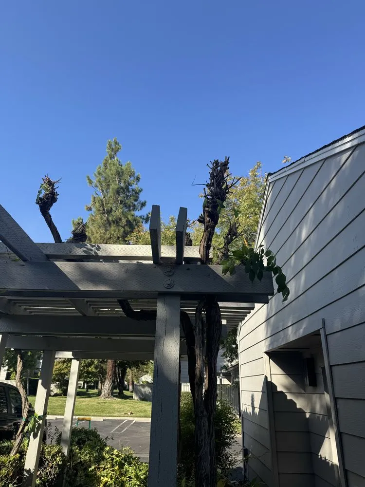 Affordable landscape installation for beautiful yards in Salida, CA by Luis Olivares Landscaping