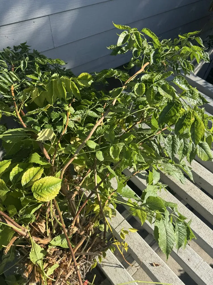 Expert landscape installation for outdoor upgrades in Salida, CA by Luis Olivares Landscaping