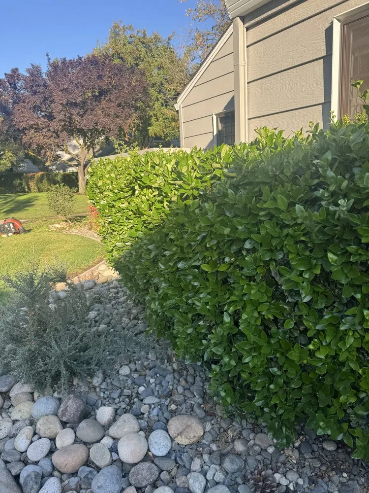 Custom residential landscaping for residential properties in Salida, CA by Luis Olivares Landscaping