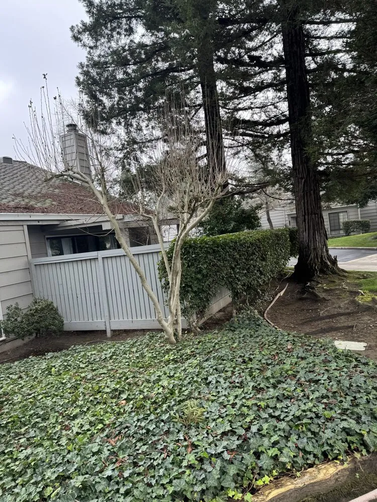 Custom yard maintenance with custom design across Salida, CA - Luis Olivares Landscaping