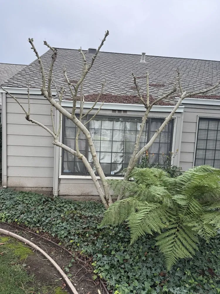 Reliable yard cleanup service in Salida, CA by Luis Olivares Landscaping