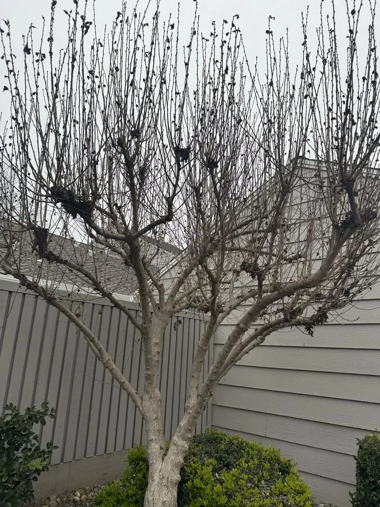 Affordable yard cleanup service for outdoor upgrades across Salida, CA - Luis Olivares Landscaping