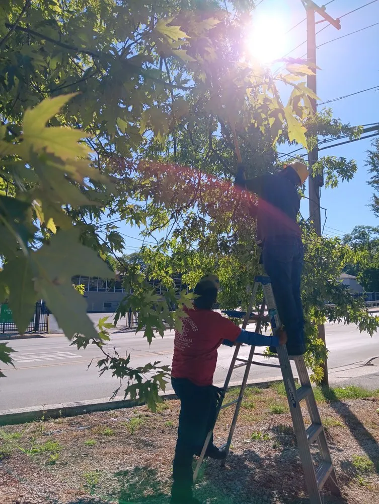 Local landscaping services experts serving Midlothian, IL - Luis Outdoor Services