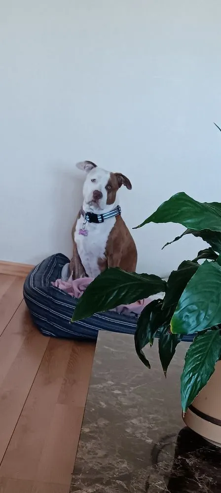 Local garden landscaping in Midlothian, IL - Luis Outdoor Services