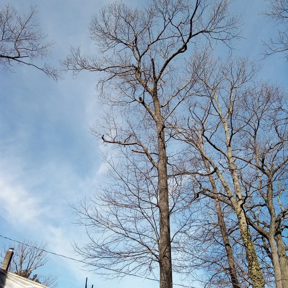 Local yard cleanup service experts serving Norristown, PA - Luis Pr Lanscaping