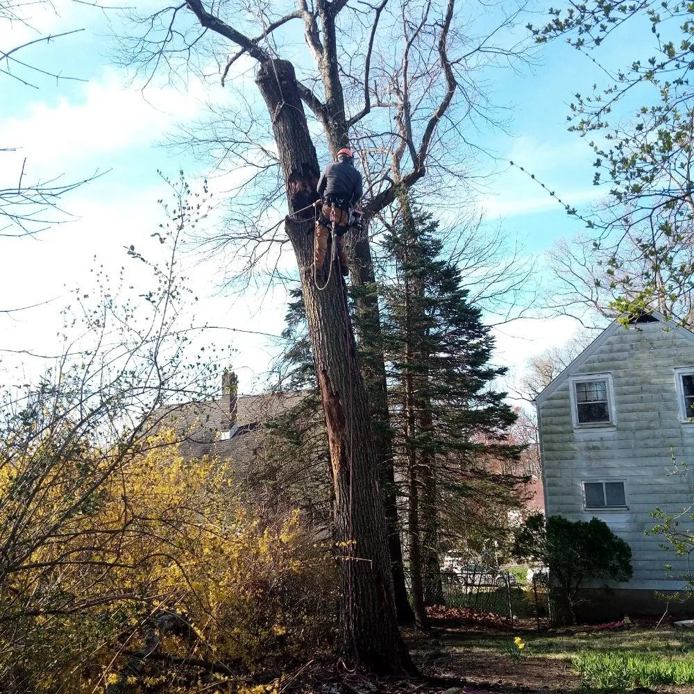 Reliable residential landscaping in Norristown, PA by Luis Pr Lanscaping