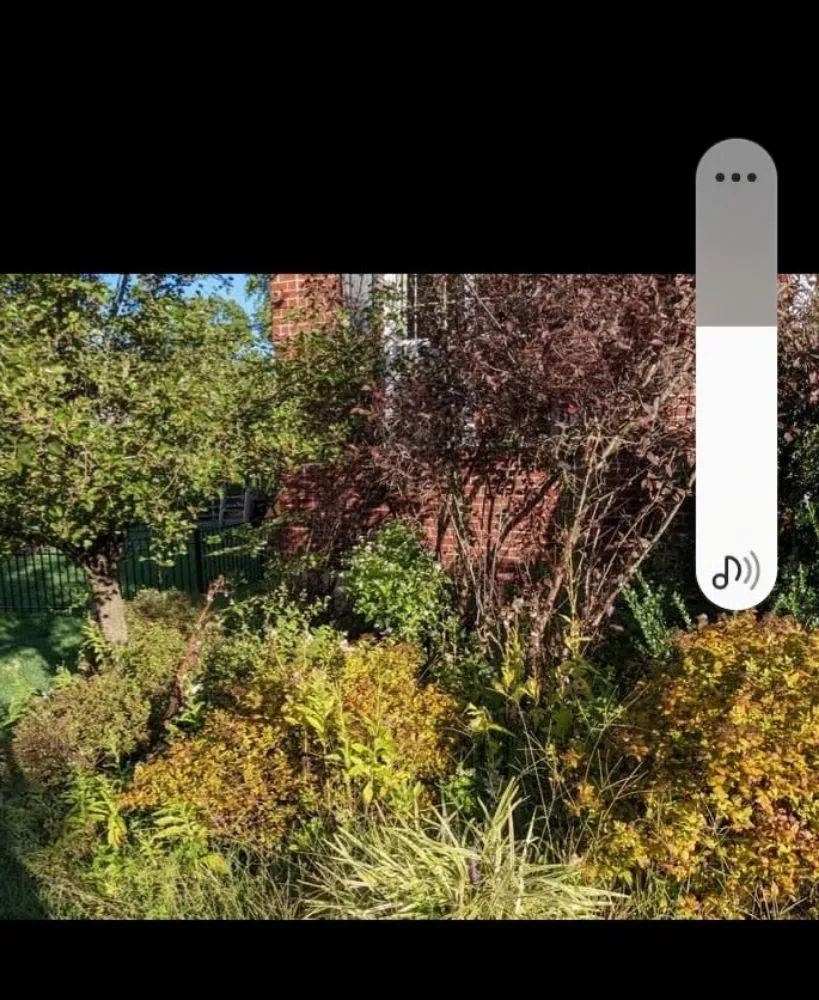 Trusted yard cleanup service in Norristown, PA - Luis Pr Lanscaping