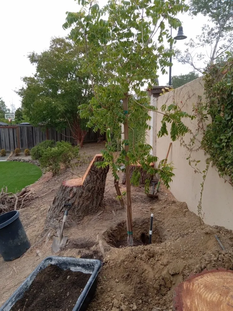 Top-rated outdoor landscaping for residential properties across Oakland, CA - Luis Ramirez