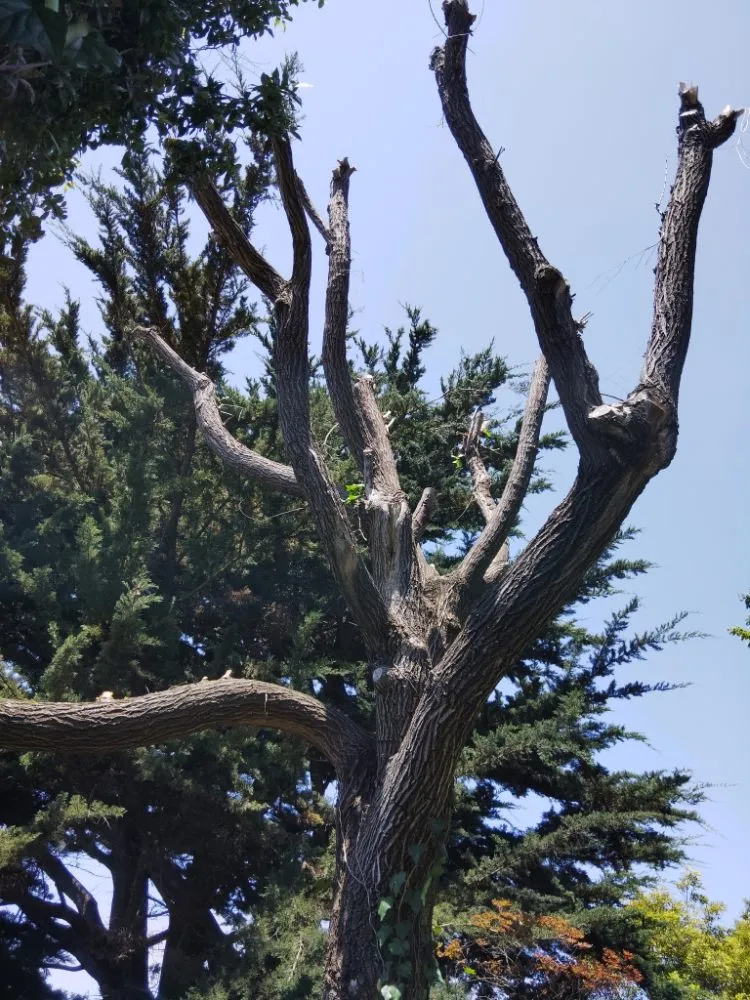 Professional outdoor landscaping in Oakland, CA - Luis Ramirez