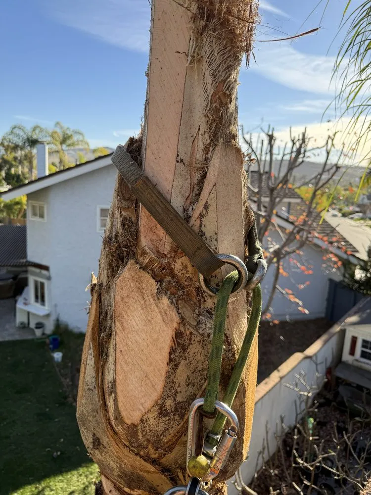 Professional landscape design experts serving Laguna Niguel, CA - Luis The Arborist