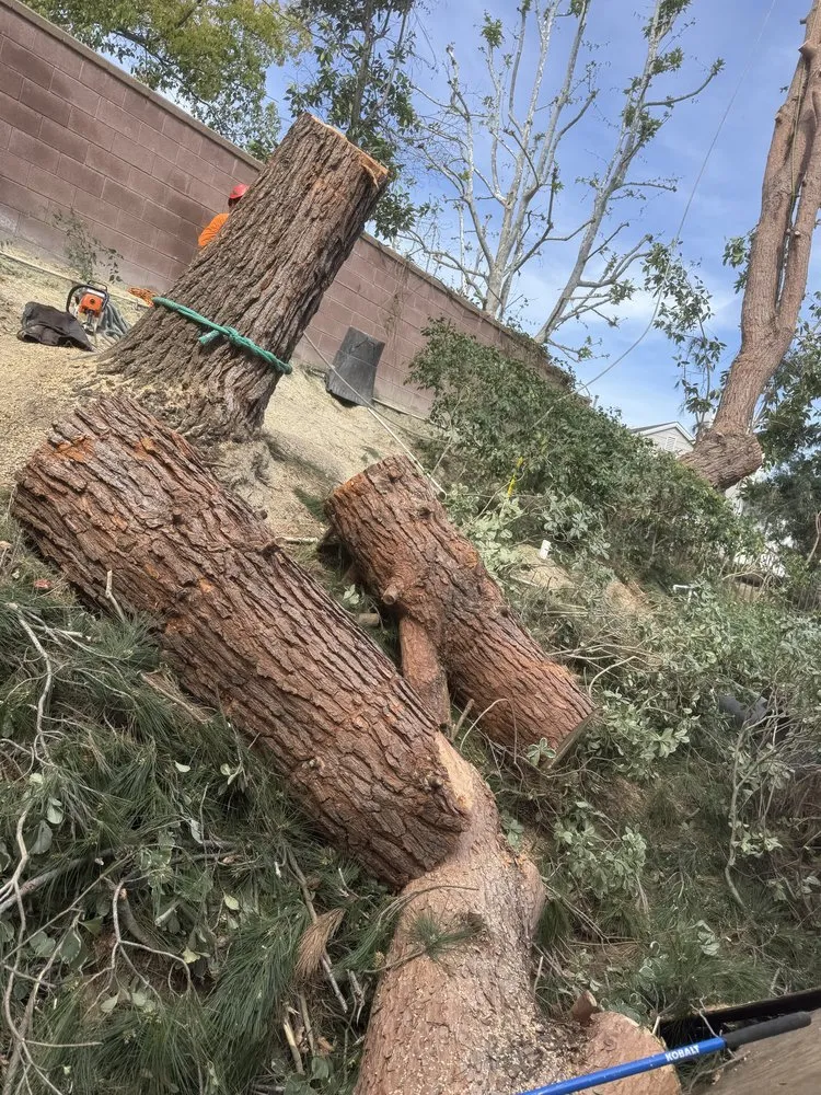 Custom lawn care service in Laguna Niguel, CA by Luis The Arborist