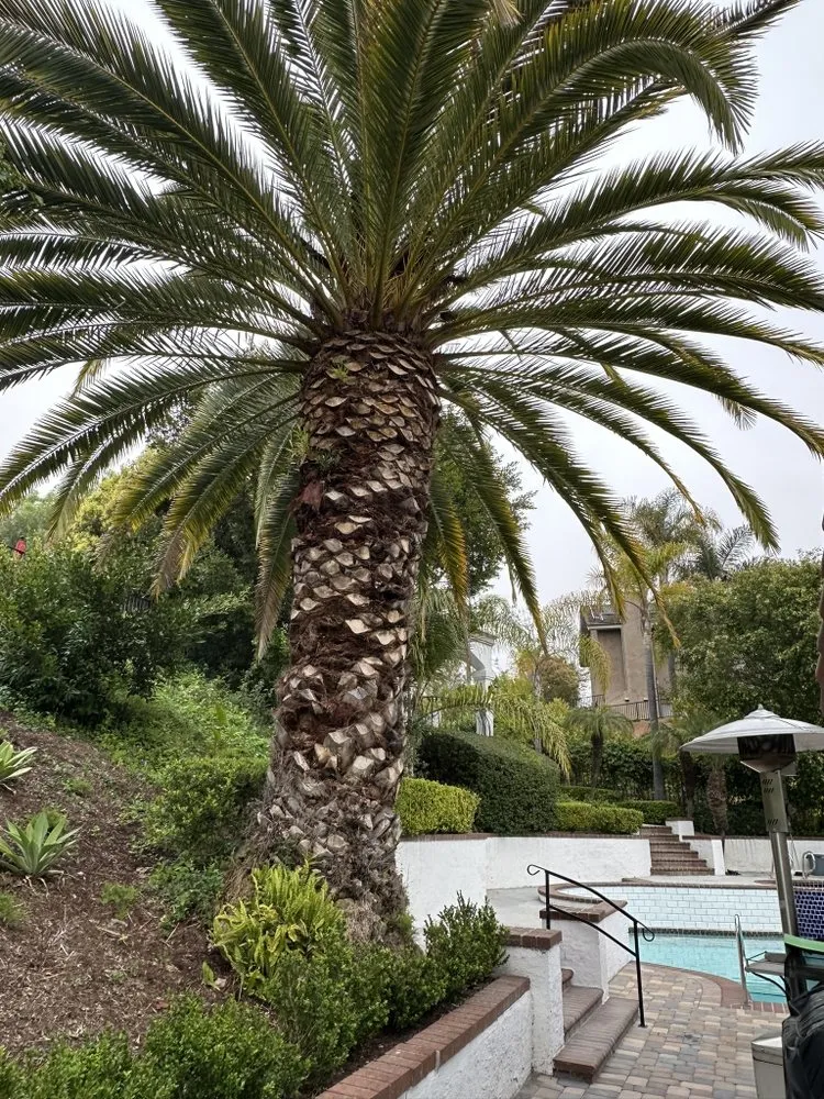 Professional landscaping services for year-round maintenance across Laguna Niguel, CA - Luis The Arborist