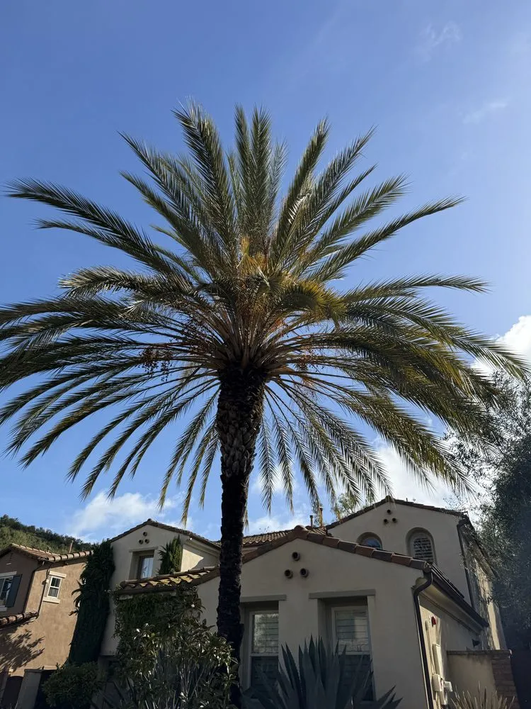Local yard maintenance in Laguna Niguel, CA - Luis The Arborist
