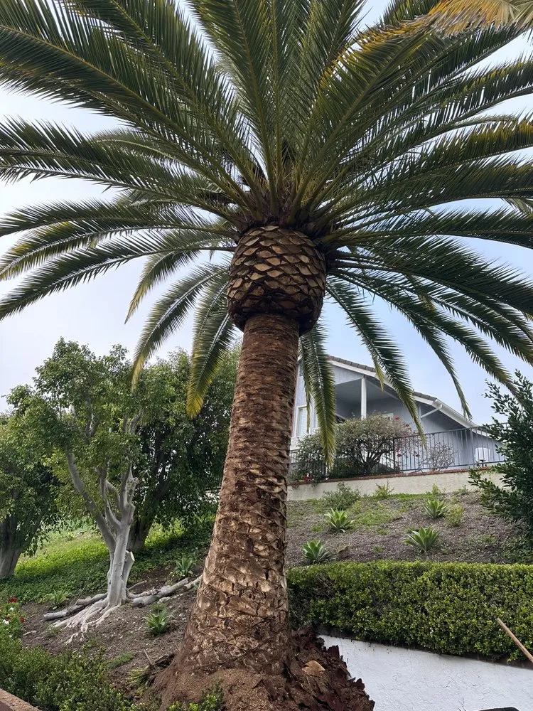 Trusted lawn mowing service experts serving Laguna Niguel, CA - Luis The Arborist