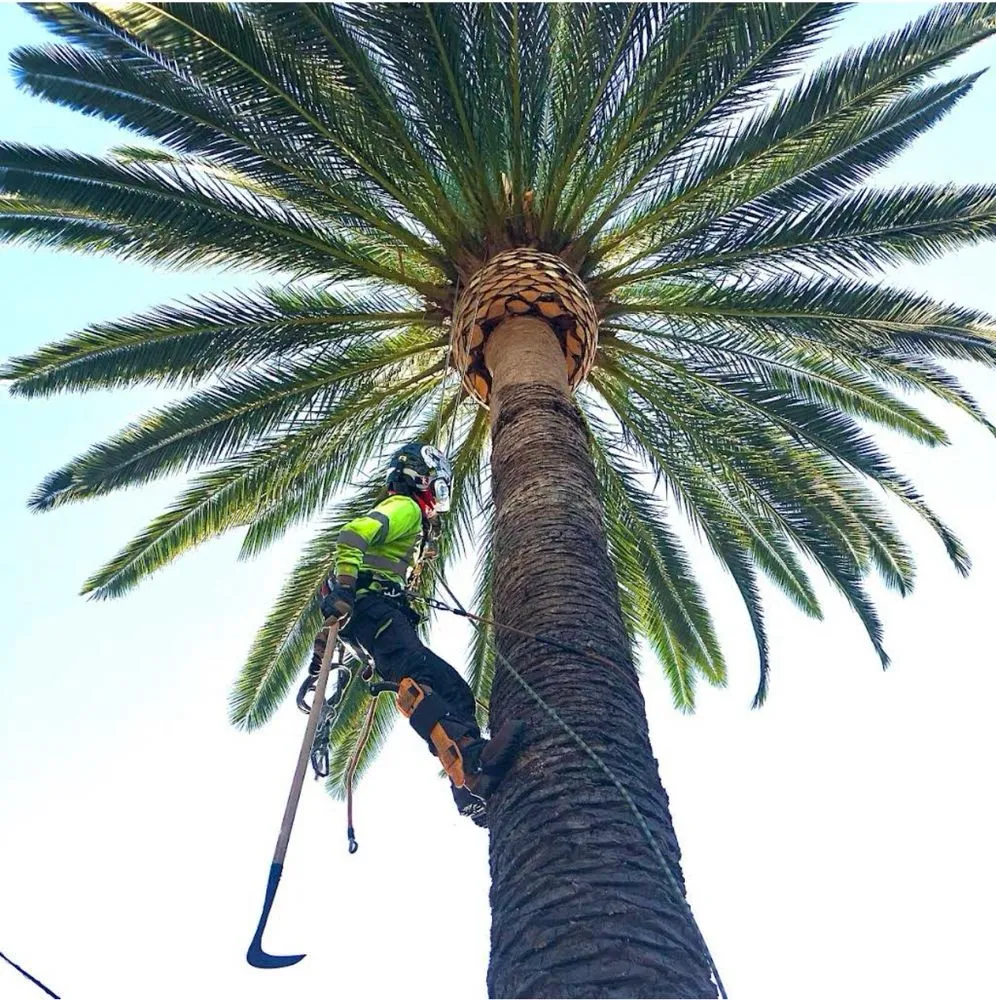 Top-rated garden landscaping in Laguna Niguel, CA by Luis The Arborist