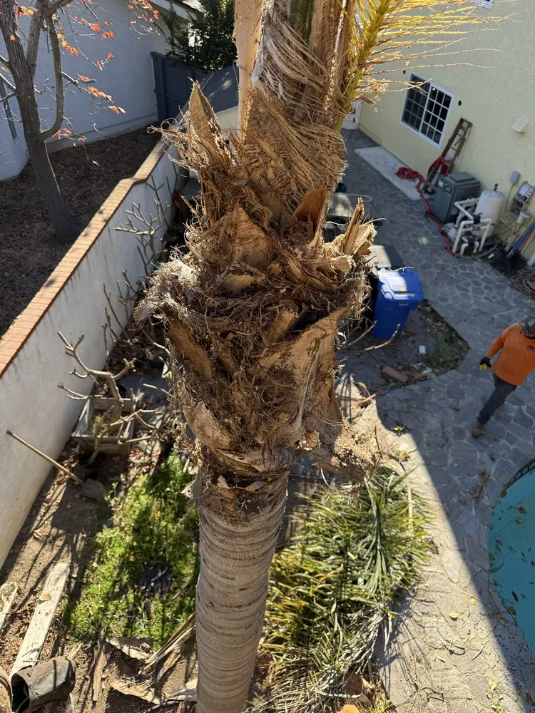 Local yard maintenance in Laguna Niguel, CA - Luis The Arborist