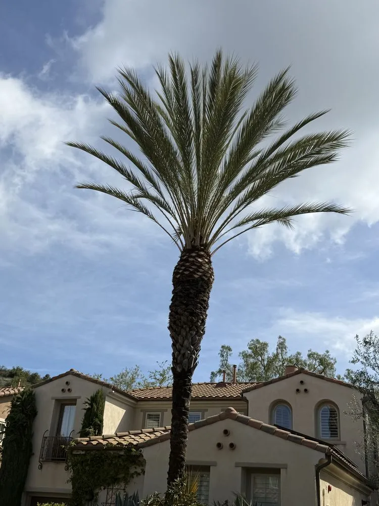 Reliable outdoor landscaping in Laguna Niguel, CA - Luis The Arborist