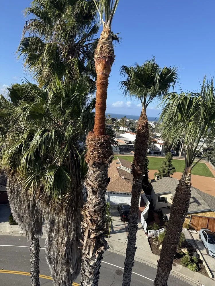 Local yard maintenance in Laguna Niguel, CA - Luis The Arborist