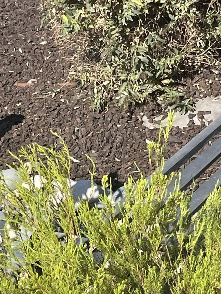 Reliable landscape installation experts serving Long Beach, CA - Luis Torres Landscape And Gardening