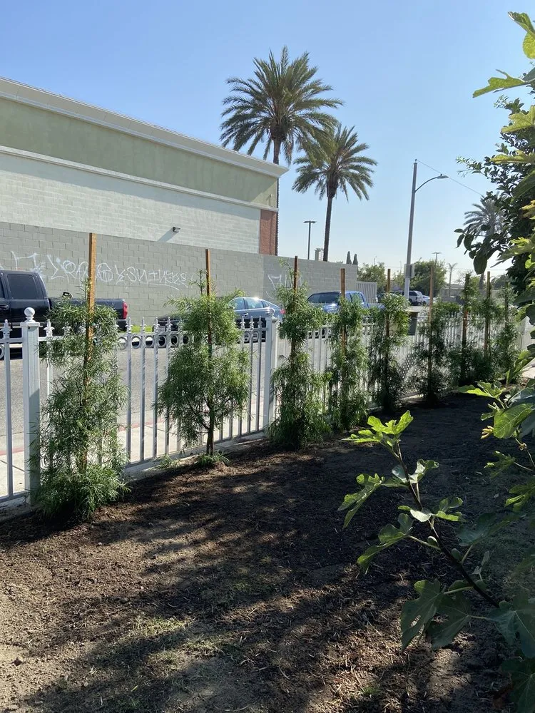 Reliable lawn care service in Long Beach, CA by Luis Torres Landscape And Gardening