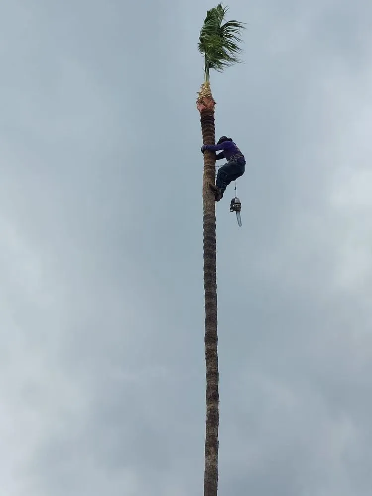 Trusted yard cleanup service in Corona, CA by Luis Tree Service & Landscaping