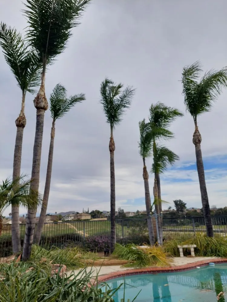 Top-rated lawn mowing service in Corona, CA - Luis Tree Service & Landscaping