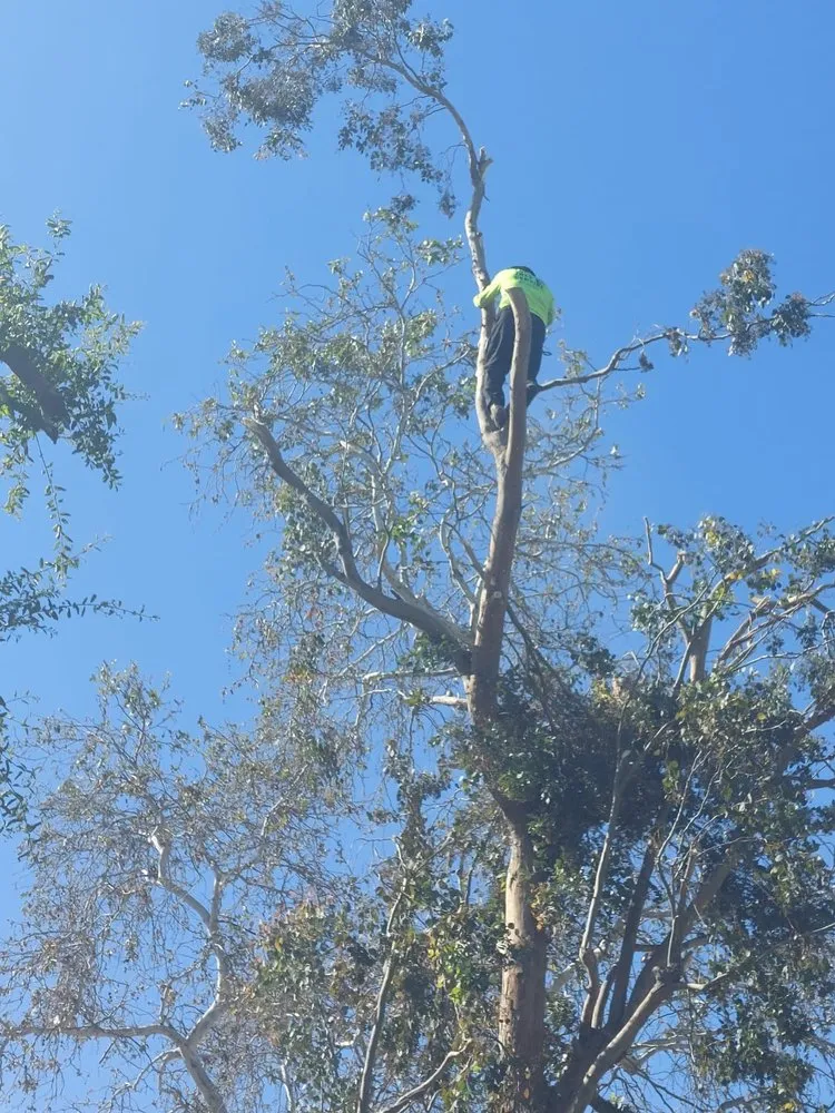 Local residential landscaping for year-round maintenance in Corona, CA by Luis Tree Service & Landscaping