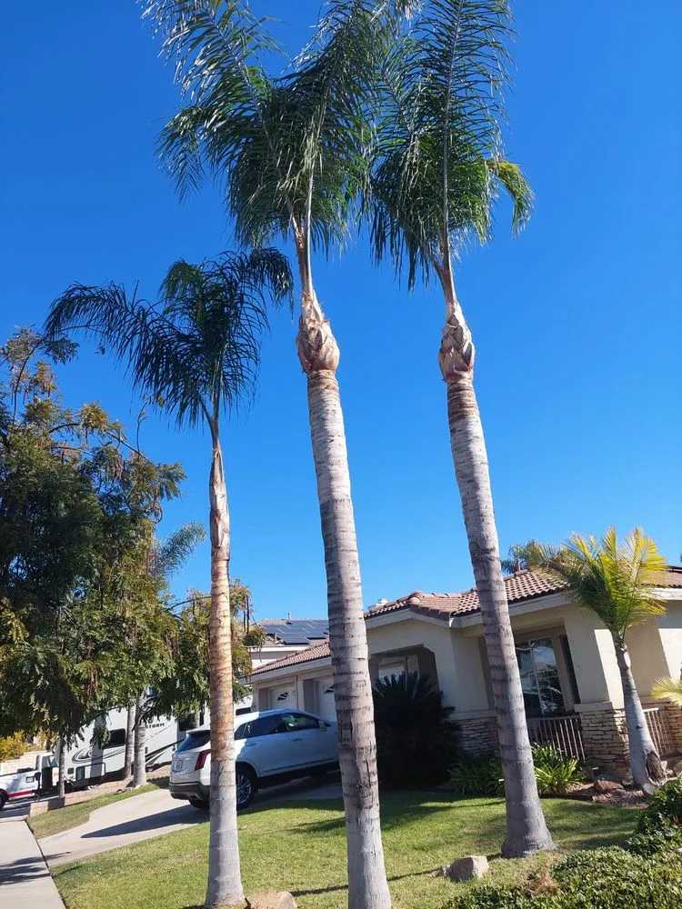 Local yard cleanup service in Corona, CA by Luis Tree Service & Landscaping