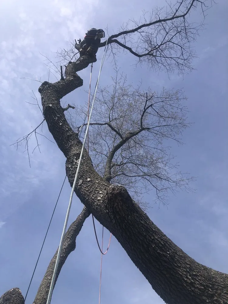 Local yard cleanup service with custom design in Croydon, PA by Luisdurans Landscaping