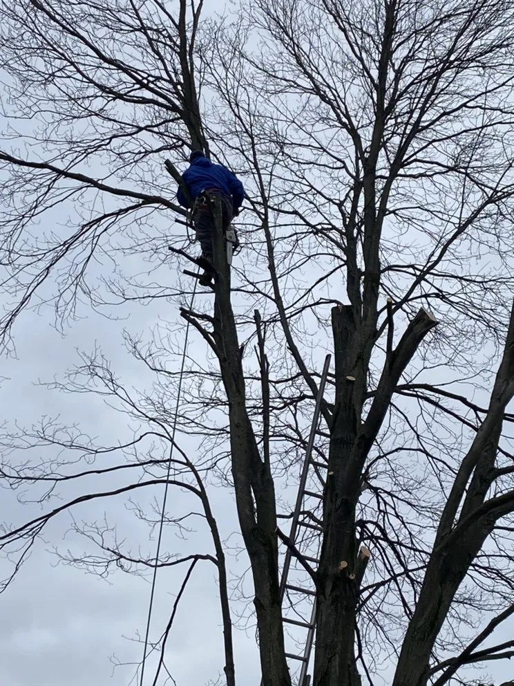 Trusted garden landscaping in Croydon, PA by Luisdurans Landscaping