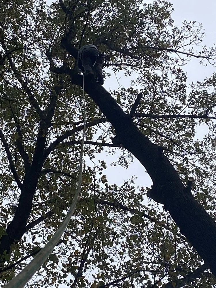 Trusted residential landscaping in Croydon, PA - Luisdurans Landscaping